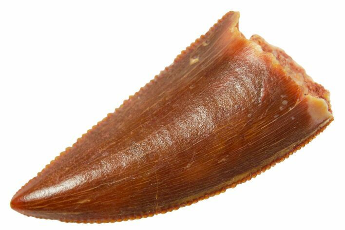Serrated Raptor Tooth - Real Dinosaur Tooth #364850